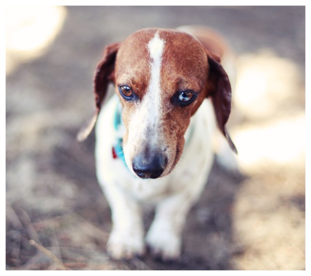 Danny | June 2013.  Photo by: Johnny Ortez-Tibbels ©