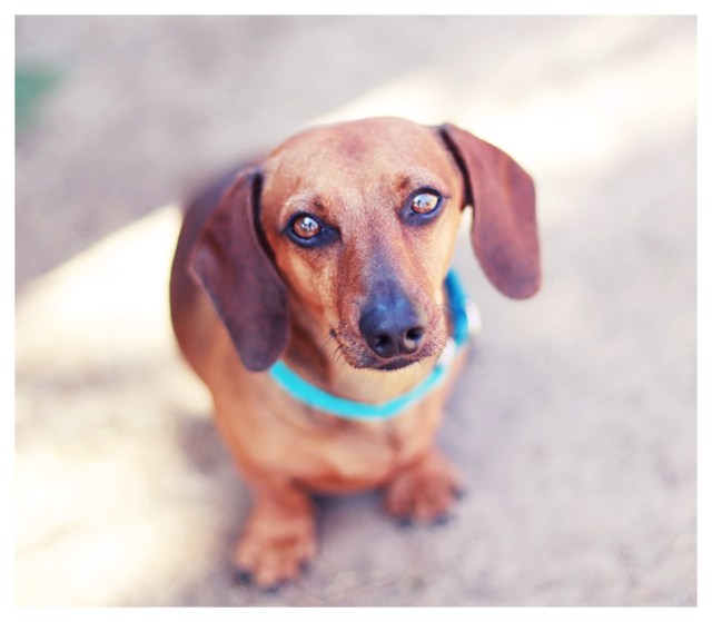 Reggie | June 2013.  Photo by: Johnny Ortez-Tibbels ©