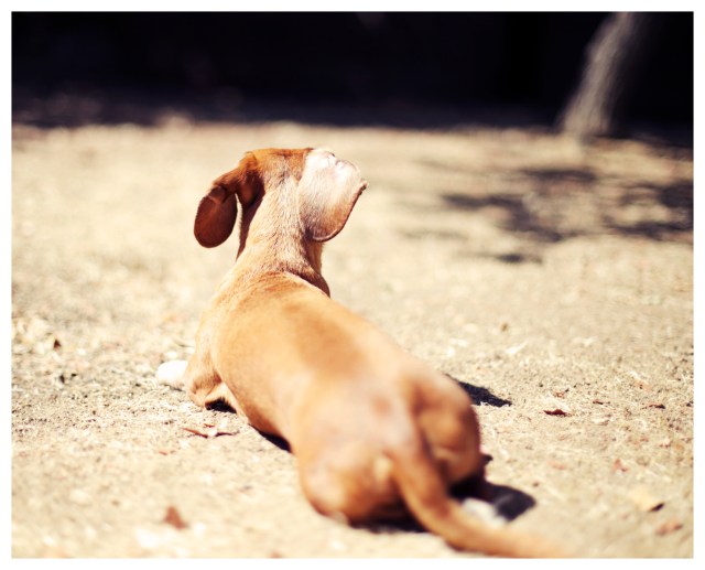 Rufus | June 2013. Photo by: Johnny Ortez-Tibbels ©