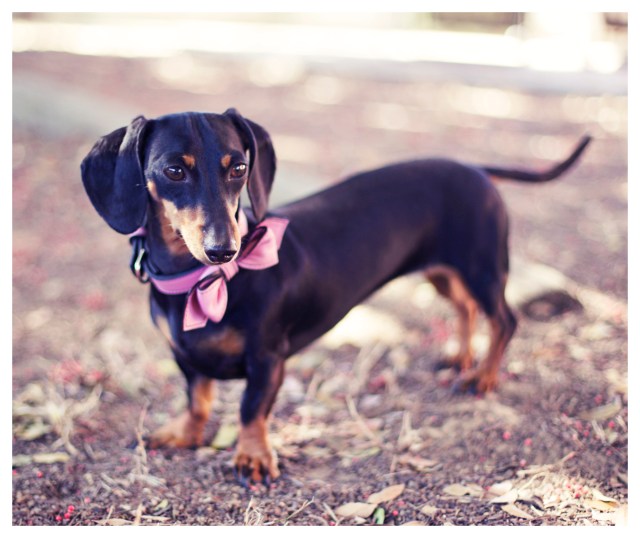 Emily | June 2013.  Photo by: Johnny Ortez-Tibbels ©