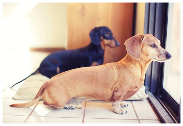 Rufus & Emily | June 2013.  Photo by: Johnny Ortez-Tibbels ©