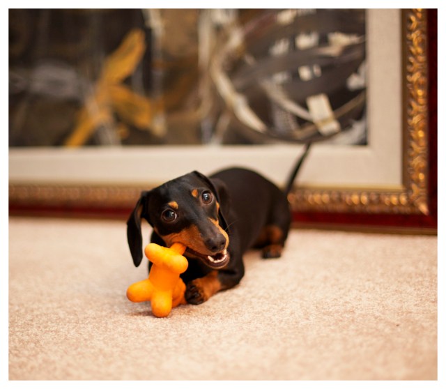 Emily | June 2013.  Photo by: Johnny Ortez-Tibbels ©