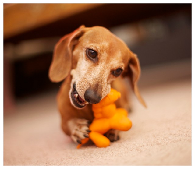 Rufus | June 2013.  Photo by: Johnny Ortez-Tibbels ©