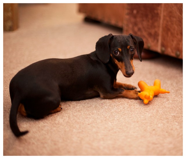Emily | June 2013.  Photo by: Johnny Ortez-Tibbels ©
