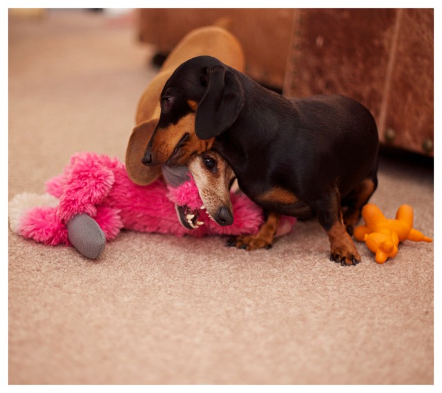 Emily & Rufus | June 2013.  Photo by: Johnny Ortez-Tibbels ©