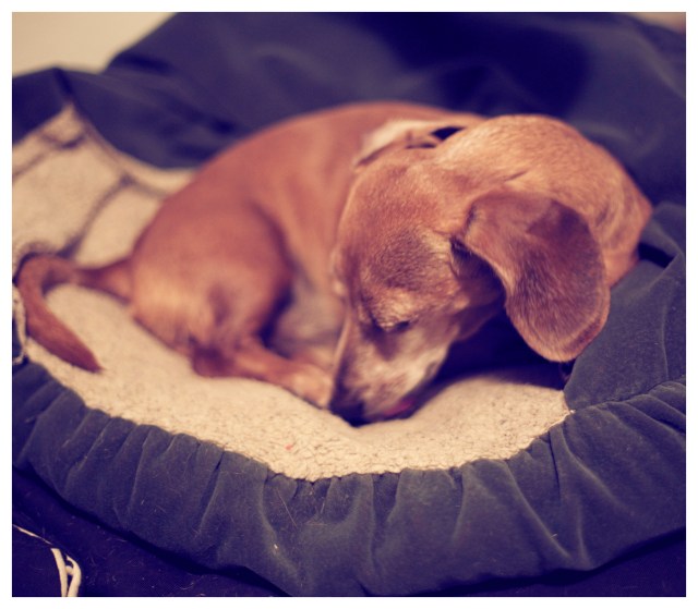 Rufus | June 2013. Photo by: Johnny Ortez-Tibbels ©