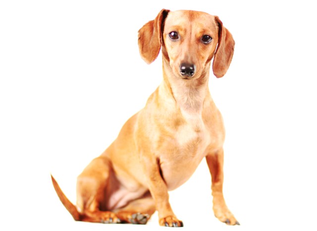 Dexie | May 2013.  Photo by: Johnny Ortez-Tibbels ©