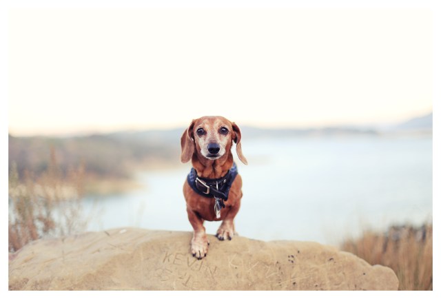 Rufus | July 2013.  Photo by: Johnny Ortez-Tibbels ©