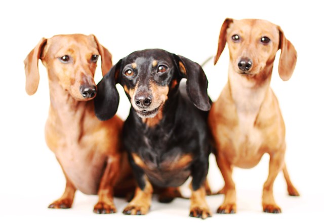 Frankie, Abbey & Dexie | May 2013.  Photo by: Johnny Ortez-Tibbels ©