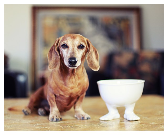 Rufus | July 2013.  Photo by: Johnny Ortez-Tibbels ©