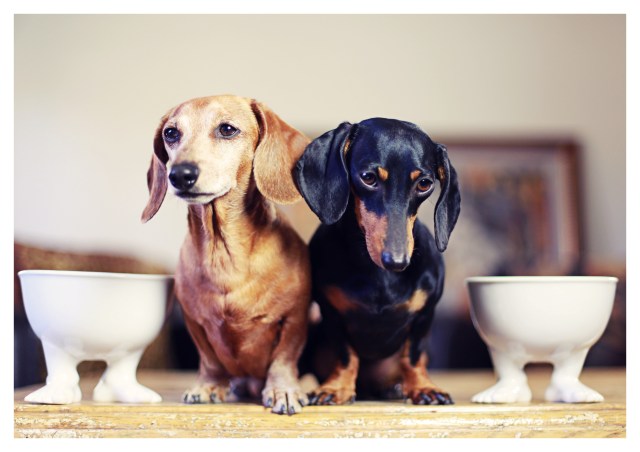 Rufus & Emily | July 2013.  Photo by: Johnny Ortez-Tibbels ©