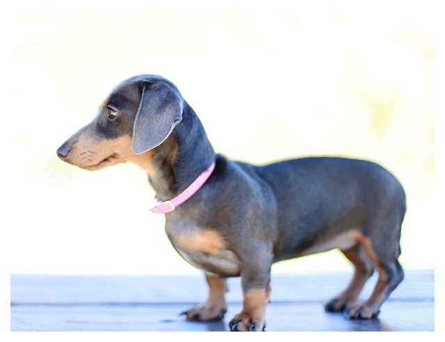 DRLA Rescue | July 2013.  Photo by: Johnny Ortez-Tibbels ©