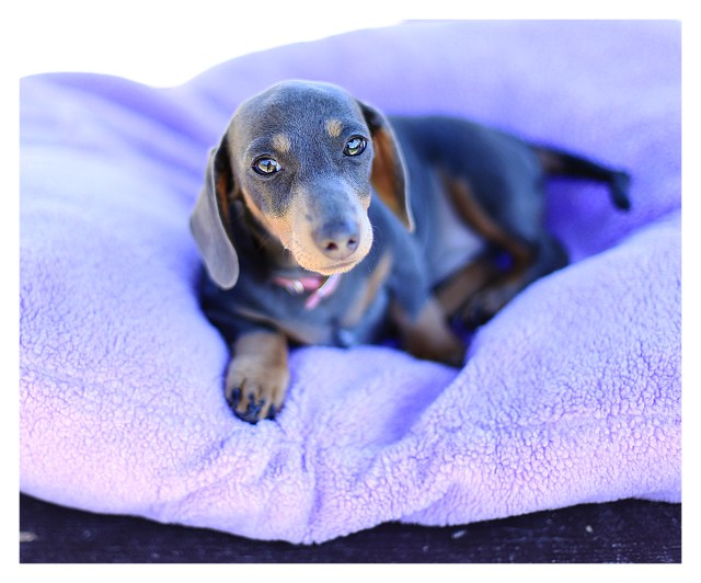 DRLA Rescue | July 2013.  Photo by: Johnny Ortez-Tibbels ©