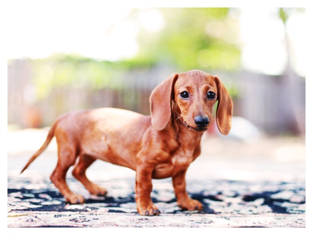 Lily | July 2013.  Photo by: Johnny Ortez-Tibbels ©