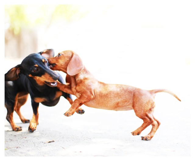 Lily & Emily | July 2013.  Photo by: Johnny Ortez-Tibbels ©