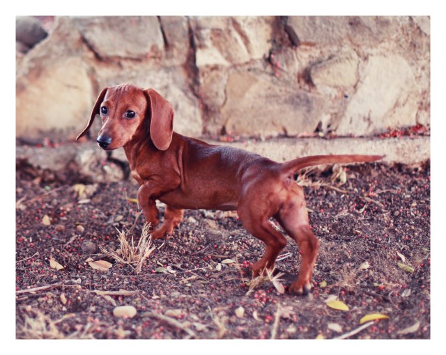 Lily | July 2013.  Photo by: Johnny Ortez-Tibbels ©