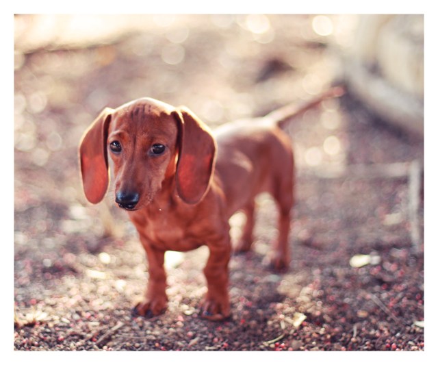 Lily | July 2013.  Photo by: Johnny Ortez-Tibbels ©