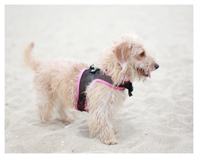 Lucy | July 2013. Photo by: Johnny Ortez-Tibbels ©