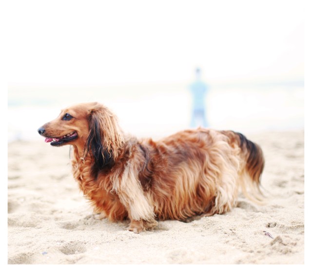 Sophie | July 2013.  Photo by: Johnny Ortez-Tibbels ©