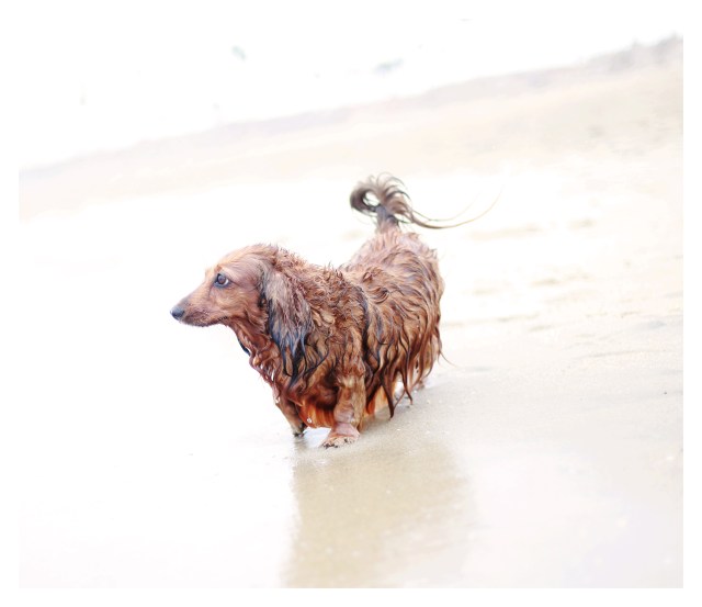 Sophie | July 2013.  Photo by: Johnny Ortez-Tibbels ©