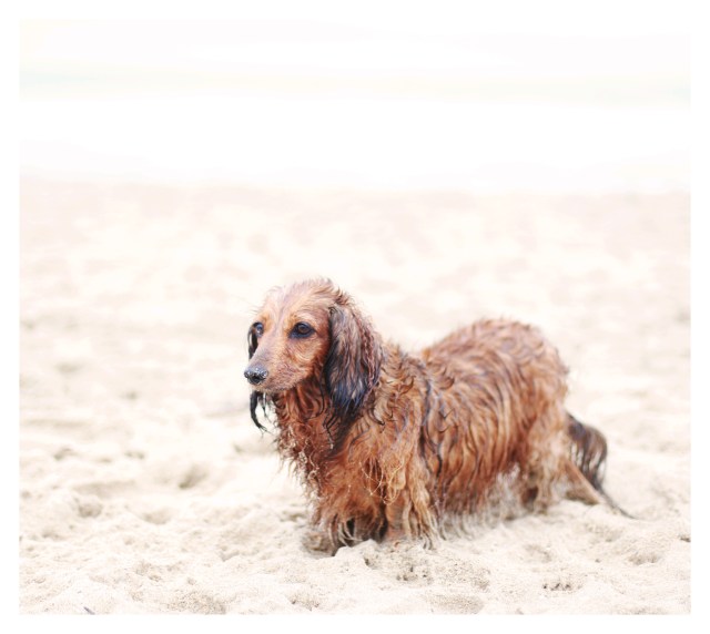 Sophie | July 2013.  Photo by: Johnny Ortez-Tibbels ©