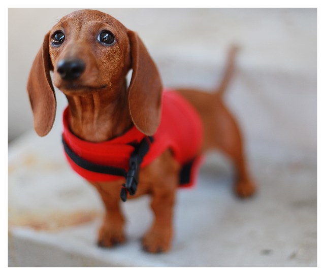 Lily | July 2013. Photo by: Johnny Ortez-Tibbels ©