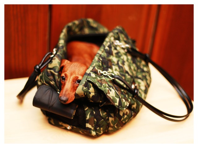 Lily | July 2013.  Photo by: Johnny Ortez-Tibbels ©