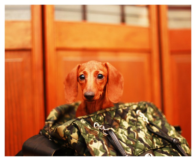 Lily | July 2013.  Photo by: Johnny Ortez-Tibbels ©