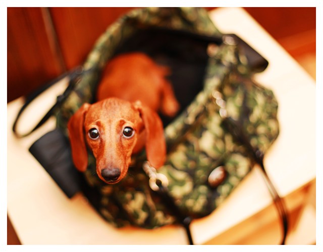 Lily | July 2013.  Photo by: Johnny Ortez-Tibbels ©