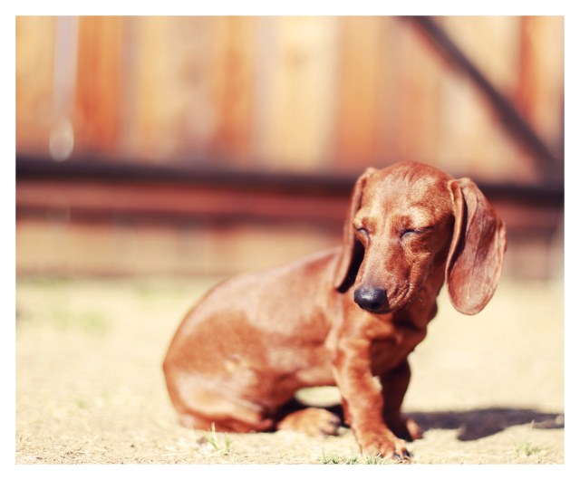Lily | July 2013.  Photo by: Johnny Ortez-Tibbels ©