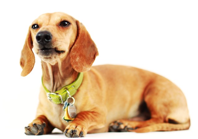 Milo | June 2012.  Photo by: Johnny Ortez-Tibbels ©