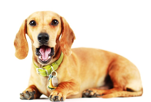 Milo | June 2012.  Photo by: Johnny Ortez-Tibbels ©