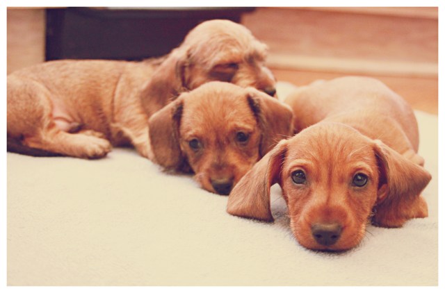 Wirehair puppies | February 2012.  Photo by: Johnny Ortez-Tibbels ©