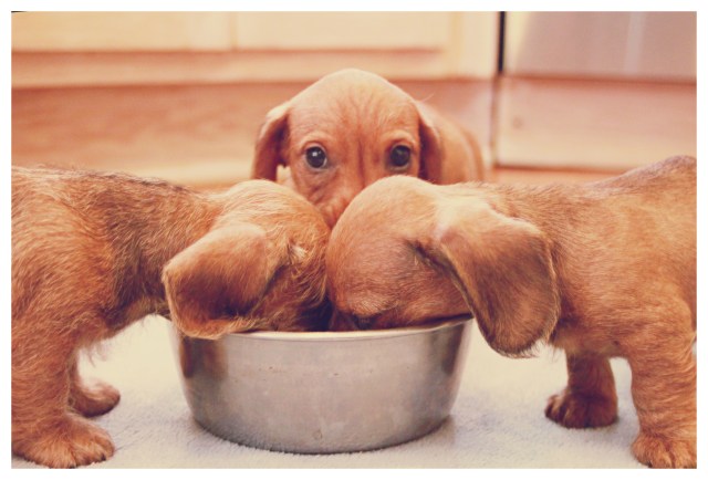 Wirehair puppies | February 2012.  Photo by: Johnny Ortez-Tibbels ©