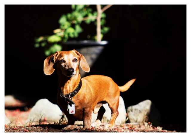 Rufus | June 2013.  Photo by: Johnny Ortez-Tibbels ©