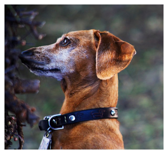 Rufus | June 2013.  Photo by: Johnny Ortez-Tibbels ©