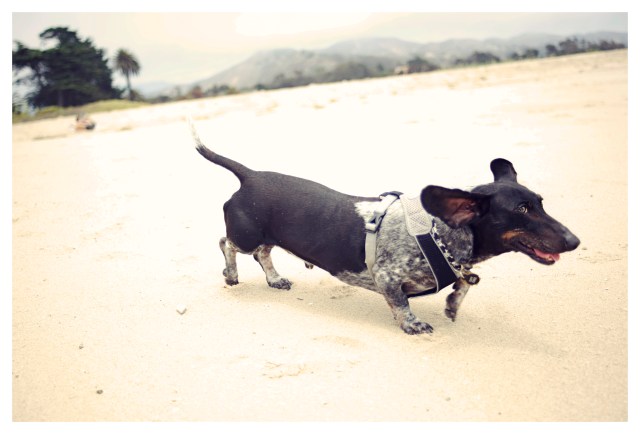 Davy Jones | July 2013.  Photo by: Johnny Ortez-Tibbels ©