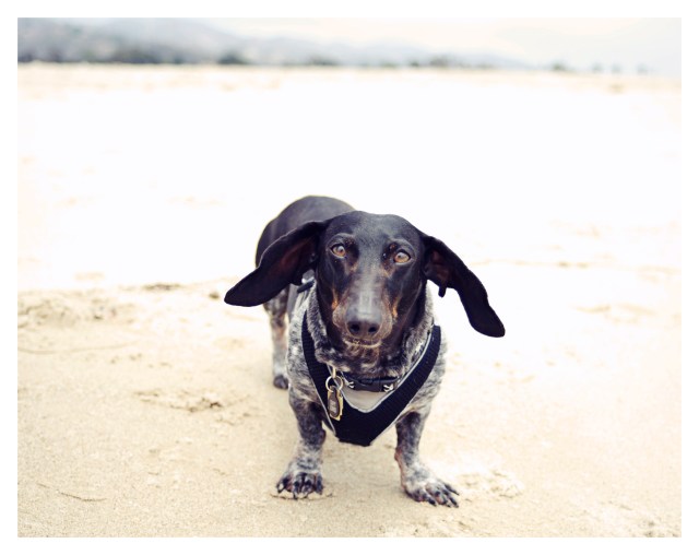 Davy Jones | July 2013.  Photo by: Johnny Ortez-Tibbels ©