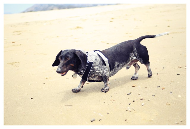 Davy Jones | July 2013.  Photo by: Johnny Ortez-Tibbels ©