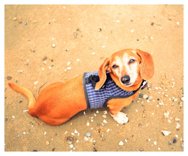 Rufus | July 2013.  Photo by: Johnny Ortez-Tibbels ©