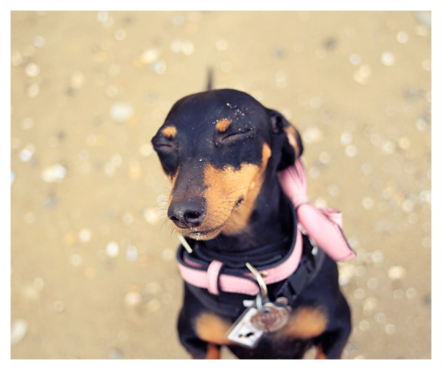 Rufus Emily | July 2013.  Photo by: Johnny Ortez-Tibbels ©