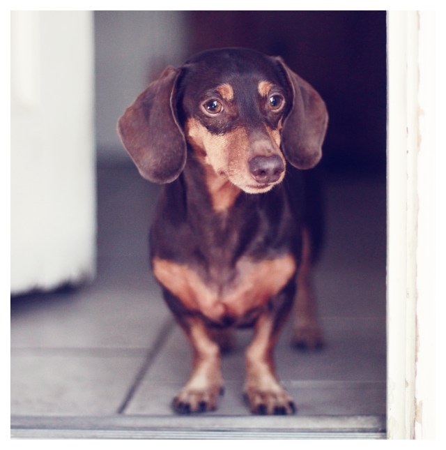 Polie | June 2013.  Photo by: Johnny Ortez-Tibbels ©