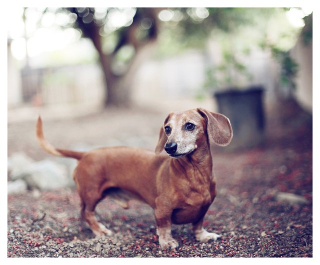 Rufus | July 2013.  Photo by: Johnny Ortez-Tibbels ©