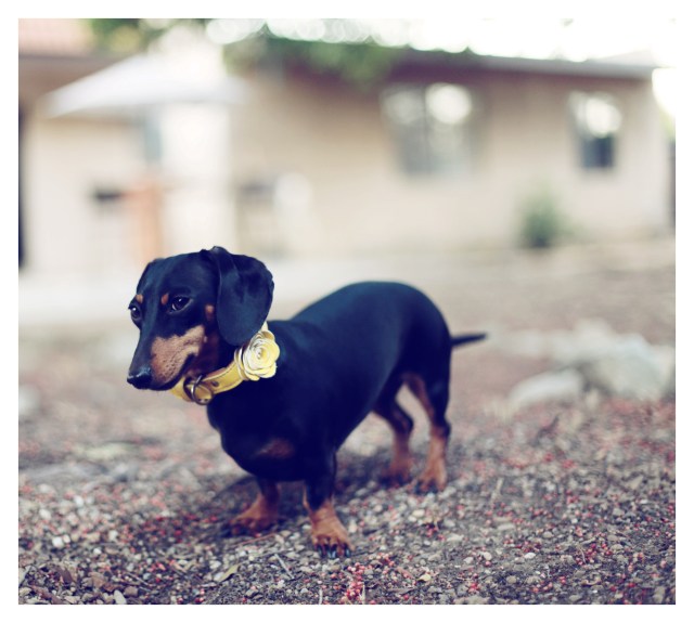 Emily | July 2013.  Photo by: Johnny Ortez-Tibbels ©