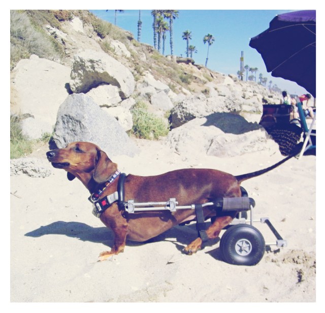 Fin | August 2010.  Photo by: Johnny Ortez-Tibbels ©