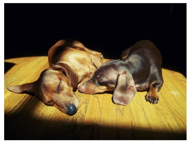 Rufus & Benny | 2008.  Photo by: Johnny Ortez-Tibbels ©