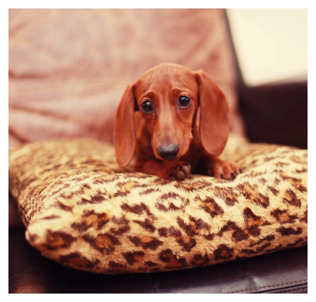 Lily | August 2013.  Photo by: Johnny Ortez-Tibbels ©