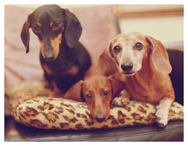 Emily, Lily & Rufus | August 2013.  Photo by: Johnny Ortez-Tibbels ©