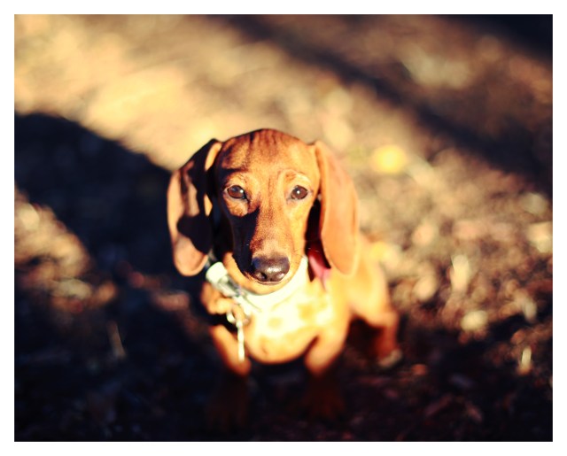 Lily | August 2013.  Photo by: Johnny Ortez-Tibbels ©