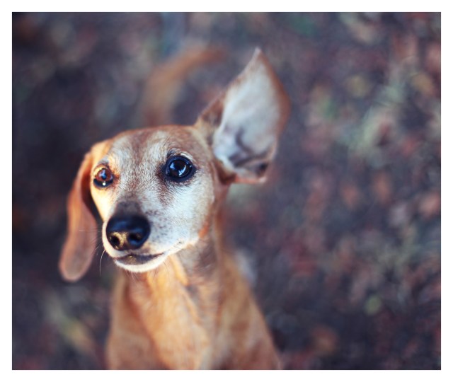 Rufus | August 2013.  Photo by: Johnny Ortez-Tibbels ©